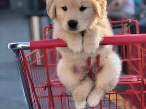 pet pet
